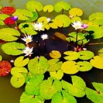 lily pond